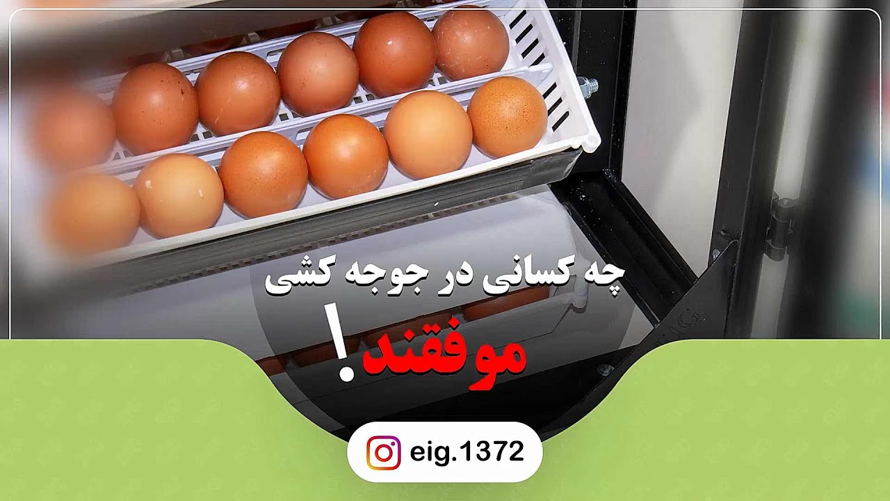 چه کسانی در جوجه کشی موفق اند |چه کسانی بیشترین درامد را از جوجه کشی کسب میکنند