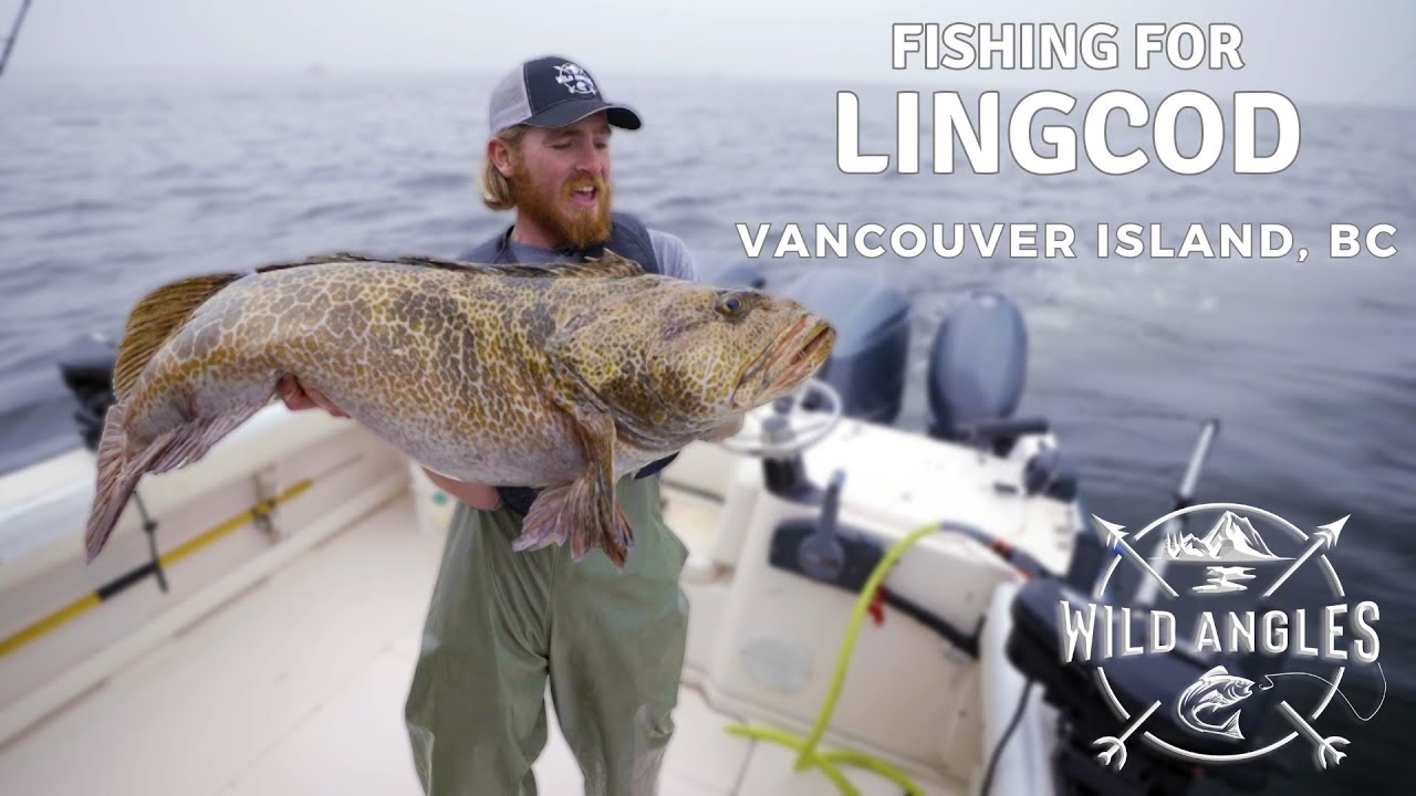How to Catch Gigantic Fat Lingcod off Vancouver Island