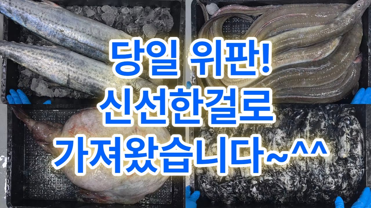 2월 5일 목요일 신선도 좋은 걸로 가져왔습니다!^^ #참가자미 #가자미 #갑오징어 #30미갑오징어 #바라갑오징어 #아나고 #붕장어 #아귀 #아구 #참돔 #삼치 #수산물 #목포
