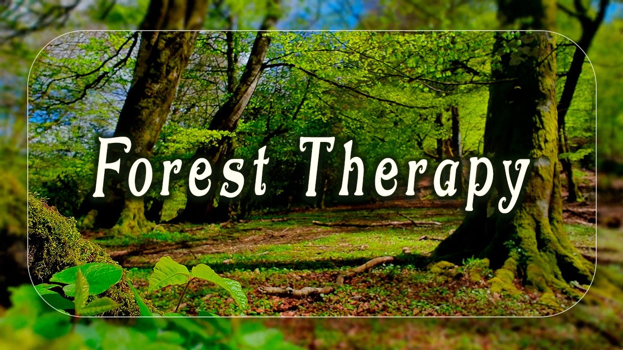 🌳 Begin Your Day with the POSITIVE ENERGY of Healing Forest Sounds 🌳Healing Frequency Forest Therapy