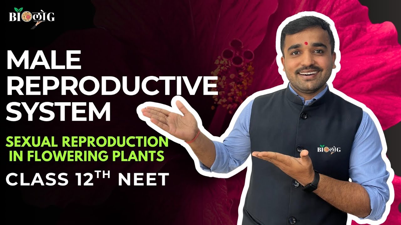 Male reproductive part- Sexual Reproduction in Flowering Plants | NEET 2026 Biology |  #biologkgsir