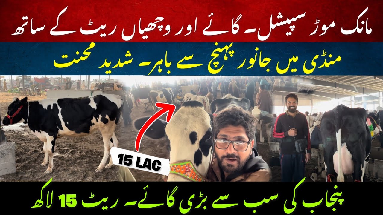 Punjab ki sub say huge cow manukmor mandi II Cows and wachi rates in manukmor mandi