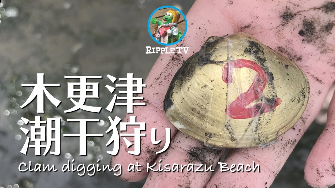 【千葉県 木更津 潮干狩り】奇跡の金ハマグリNo.2ゲット！行く前に見るべき動画です！スタッフがこっそり教えてくれた沖が狙い目！#潮干狩り #中の島公園 #japantravel