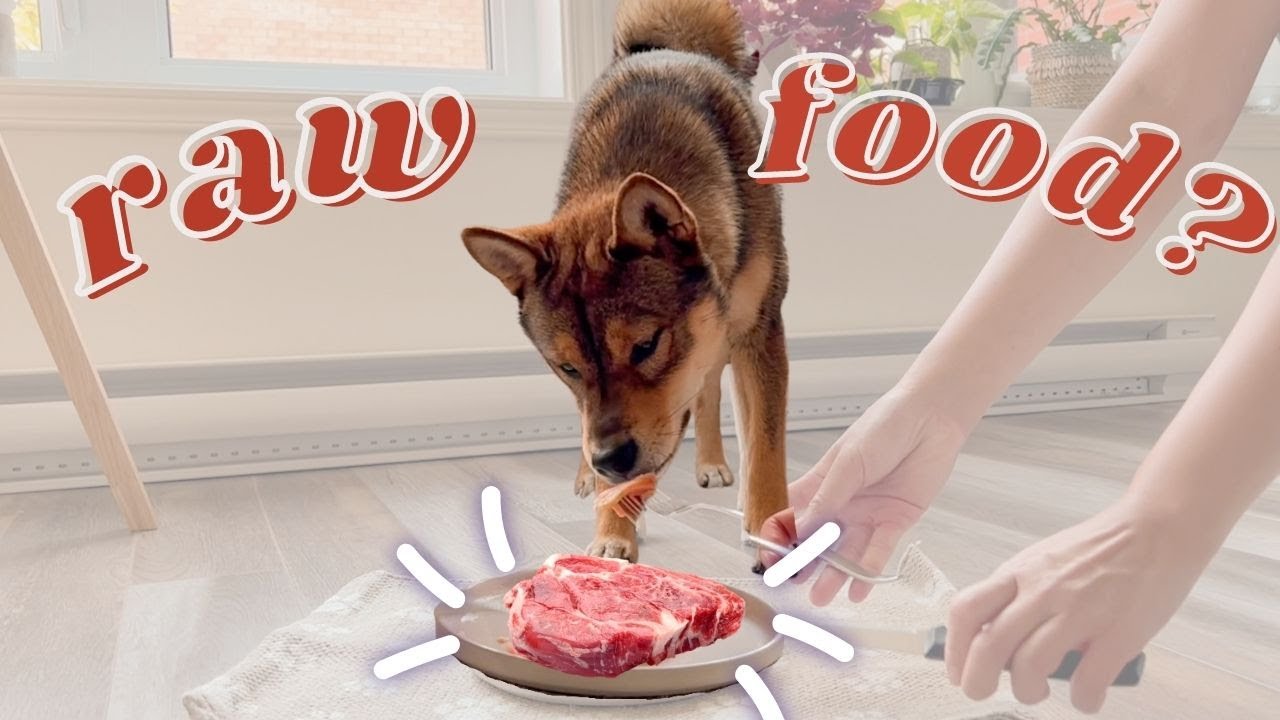 SHIBA INU puppy reviews RAW FOOD I taste test
