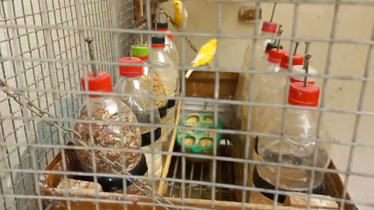 Dicas para fazer viveiro - Canario do Reino - Canário e Curió Sorocaba