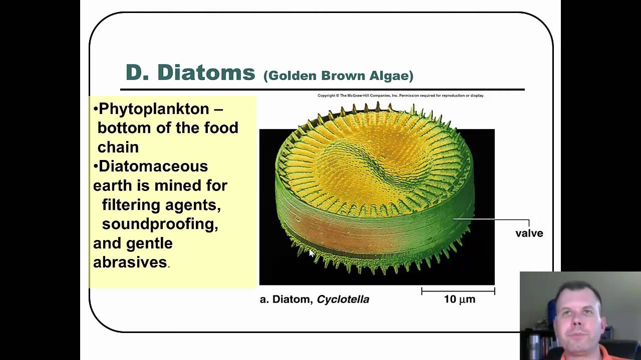 The Protist