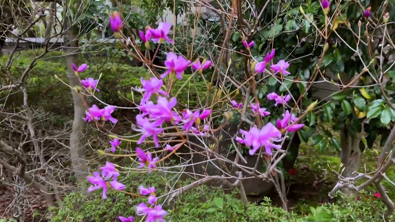 Поиск сакуры по разным уголкам Токио. Пасмурно. Дождливо. Холодно. +10C 😬