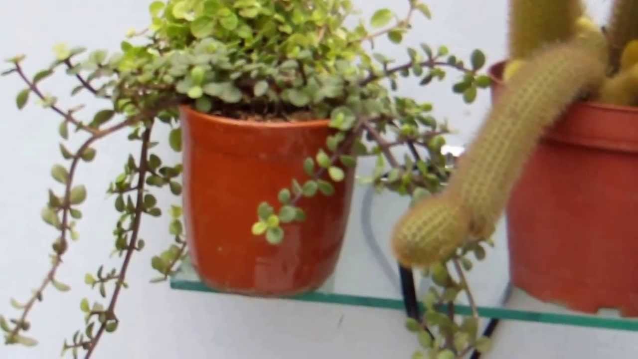 Repisa para las plantas