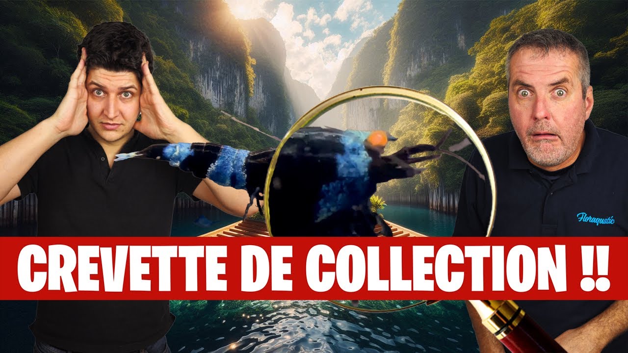La nouvelle PÉPITE à la mode du monde des crevettes 🦐 - Floraquatic