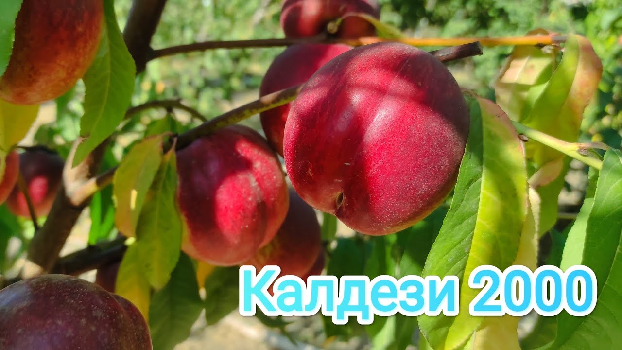 Нектарин Калдези 2000/nectarine Caldesi 2000. #garden #nectarine #Caldesi 2000 #сад #нектарин.