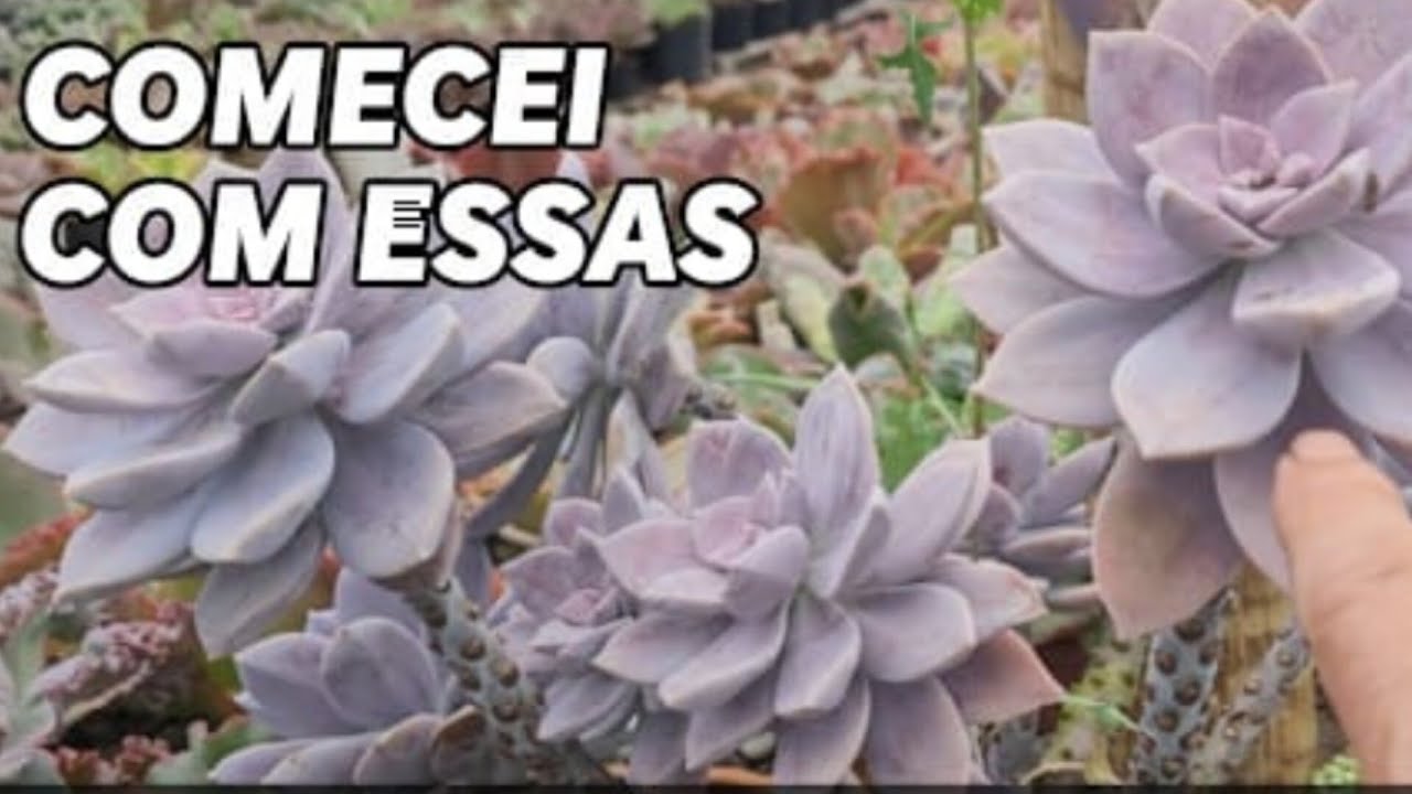 QUAIS AS 5 SUCULENTAS QUE COMECEI MINHA COLEÇÃO (DESAFIO)