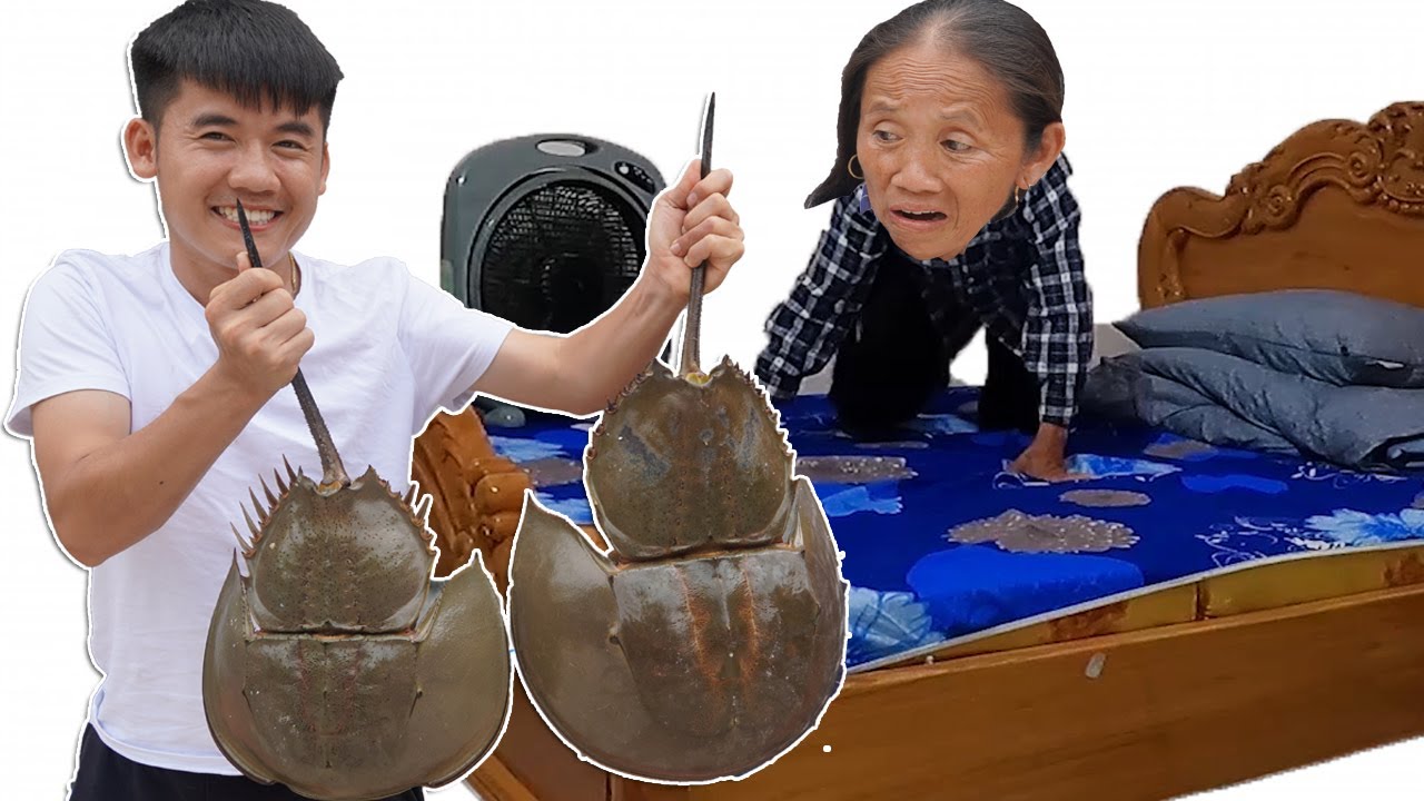 Hưng Vlog - Phát Hiện 2 Con Sam Biển Khổng Lồ Bò Vào Giường Của Mẹ Bà Tân Vlog Và Cái Kết
