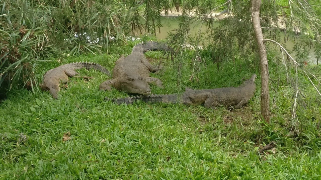 [Points of Interest] Kalimba Reptile Park | December 2020 | #Lusaka #Zambia