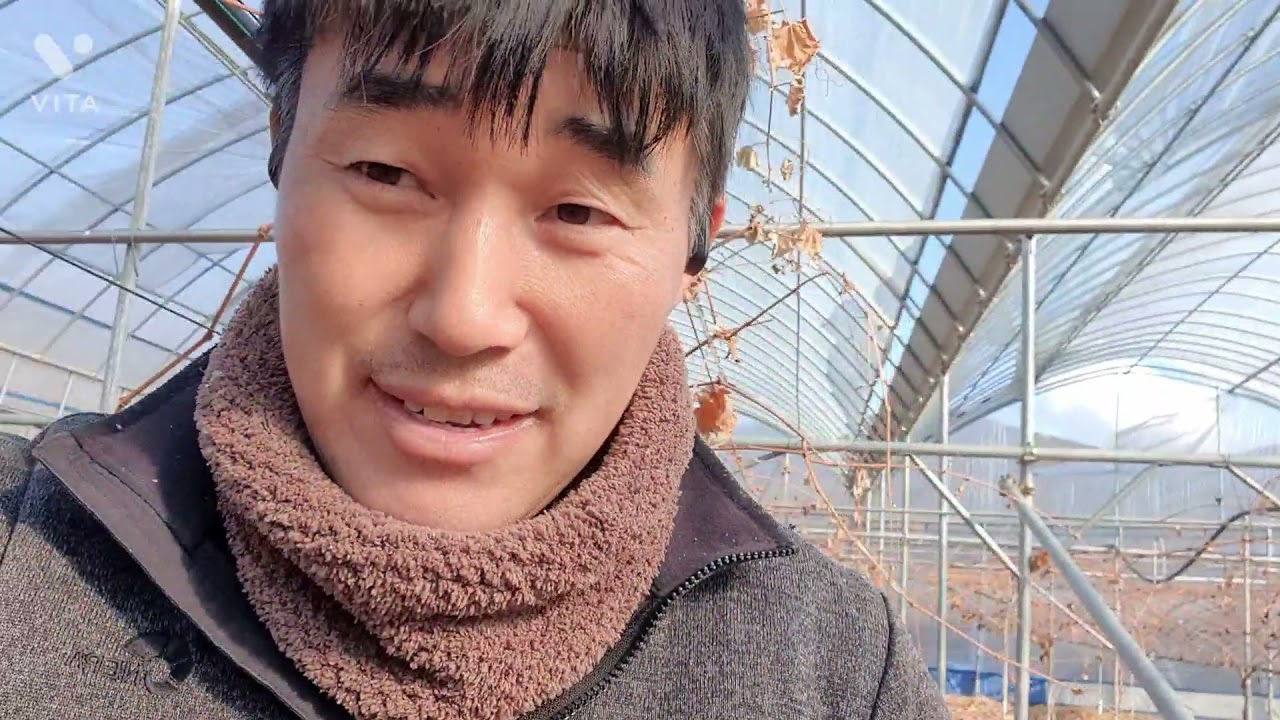 샤인머스켓 전지방법과 시기