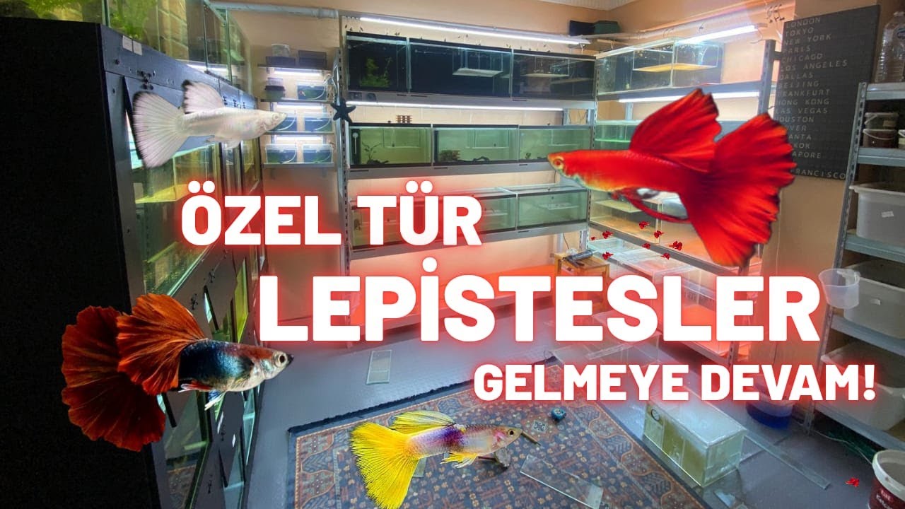 AKVARYUM ODASINA YENi GELEN ÖZEL TÜR LEPiSTESLER VE AKVARYUMLAR YENi SET # 5 AKVARYUM BALIKLARI