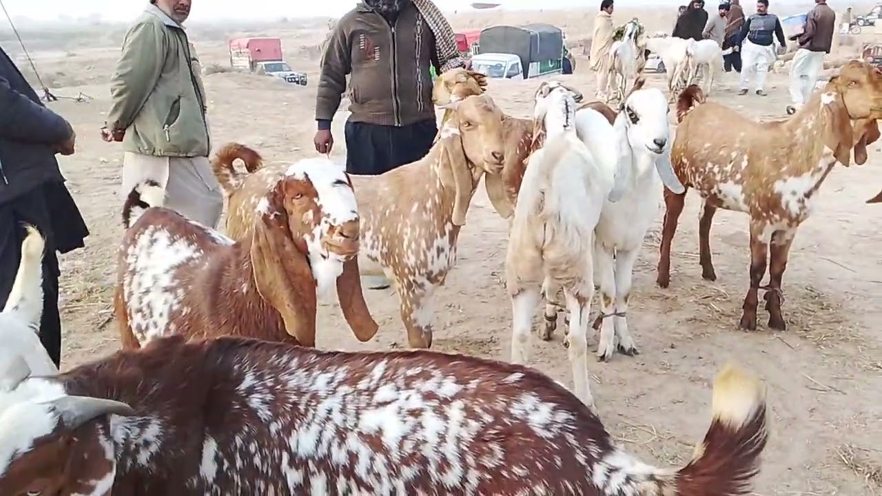 10 February 2026حاصل پور کے نیو اپڈیٹ قربانی کے لگنے والے بکروں کے ریٹ 