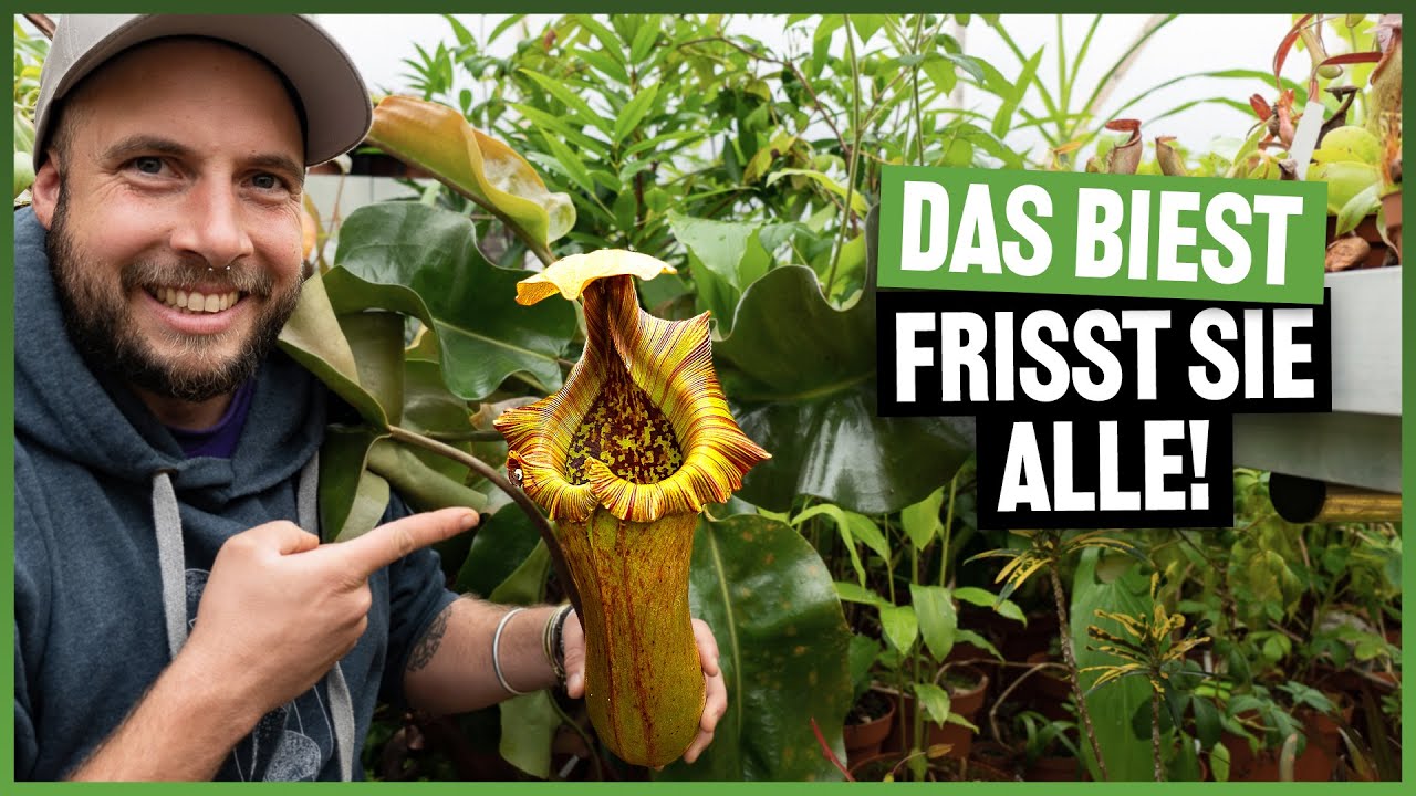 #197 Rundgang durchs Gewächshaus im November 2022