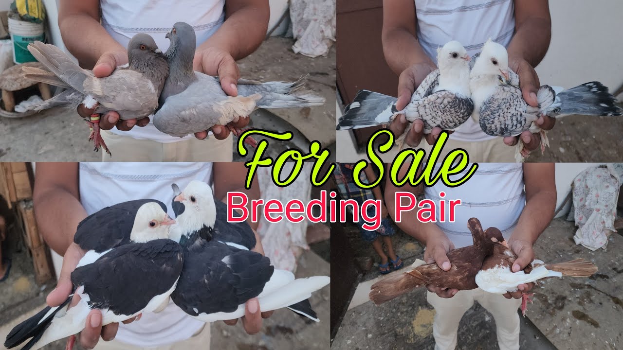 Sentinet, Magpie, Lalban kabootar Breeding Pair for sale in Amroha. Saleem bhai 9711869824