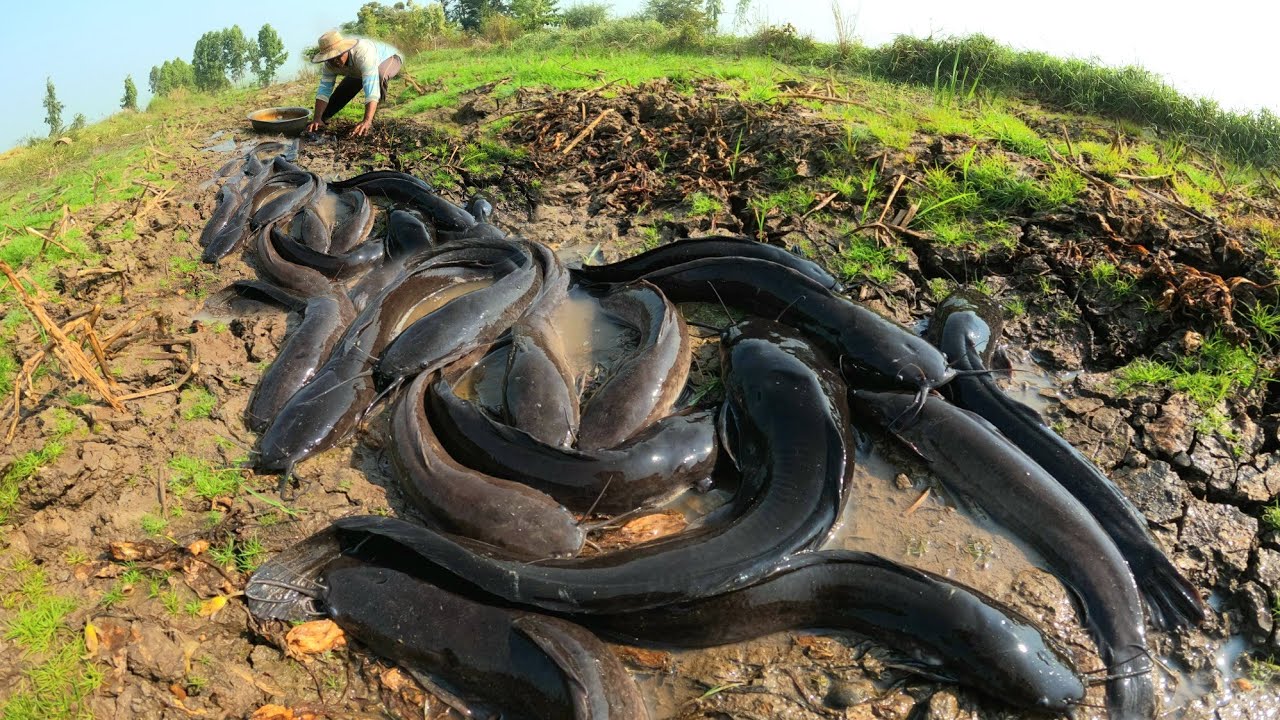 unigue  ! Farmers caught a lot of fish in the rice fields after the music of the harp.