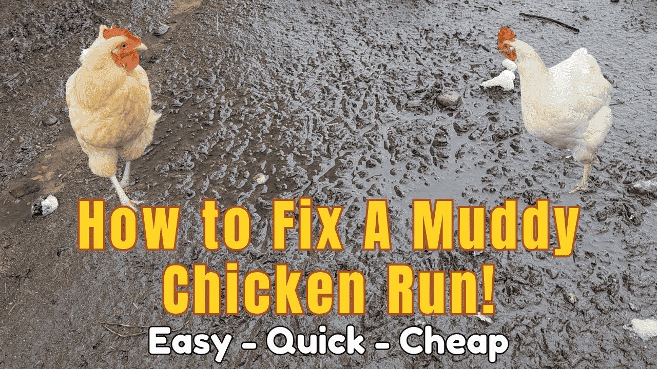 How to Fix A Muddy Chicken Run!   Easy - Quick- Cheap
