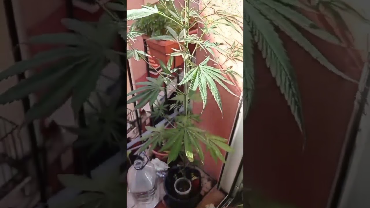 Amnesia auto😍 #weed #amnesia #cannabiscommunity #weed #marijuana #marihuana #grow #hemp #outdoor