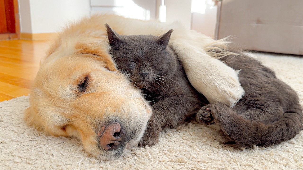 How a Golden Retriever and a Black Cat Prepare for a Sweet Sleep!!