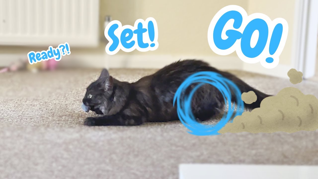 Living with Cats POV