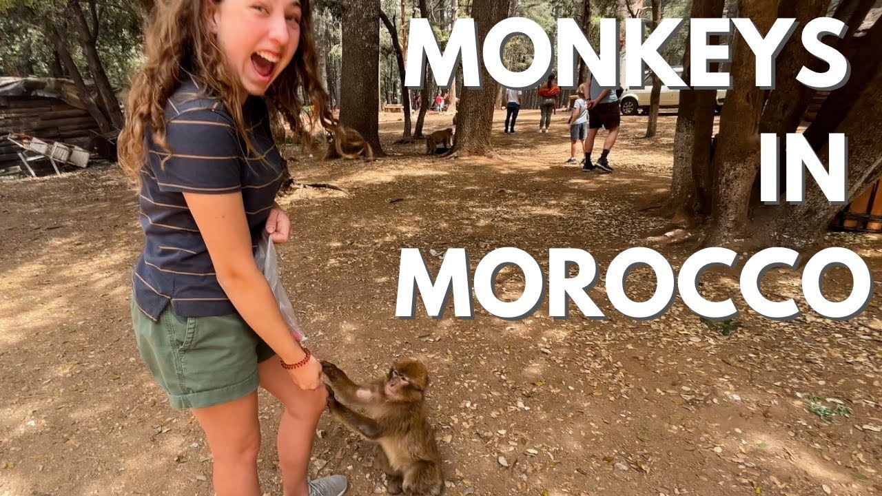 We camped with WILD monkeys in Morocco/ Morocco road trip