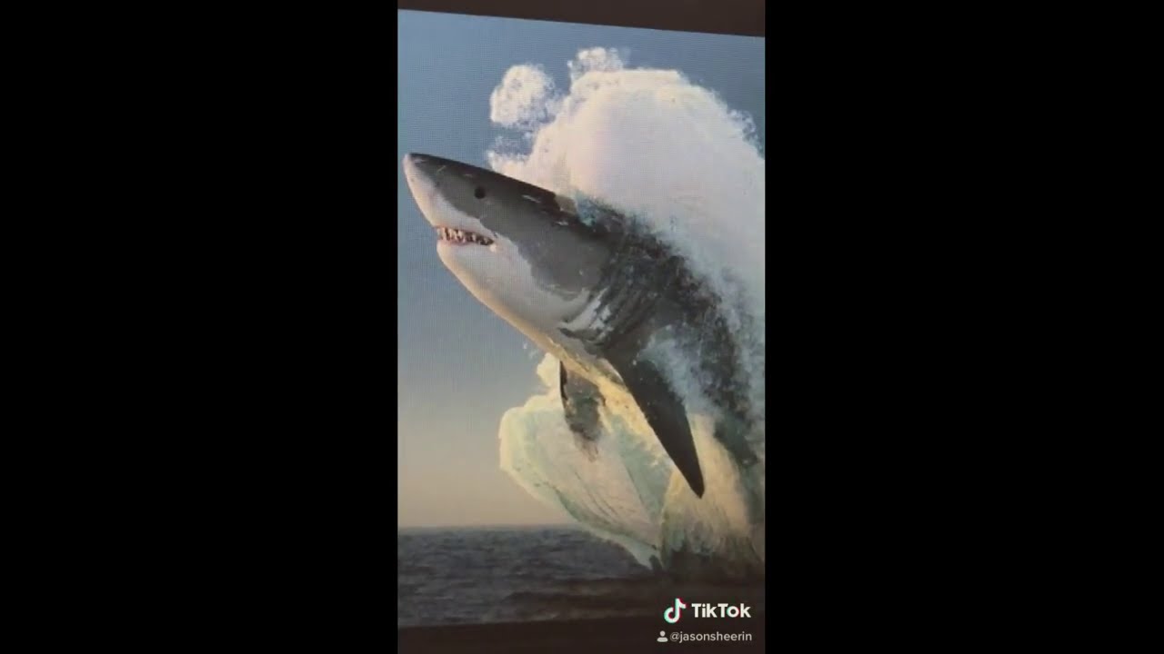 Spongebob & the Megalodon