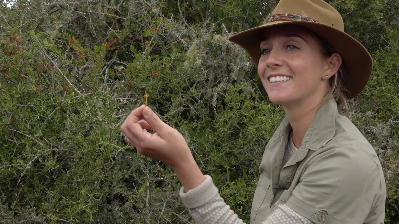 FGASA Apprentice Field Guide Course 2020