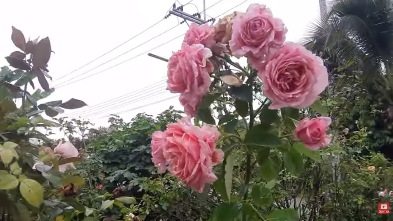 พาชมสวนกุหลาบข้างบ้าน 474 ตัดหัวดอกกุหลาบไปด้วยกันค่ะ