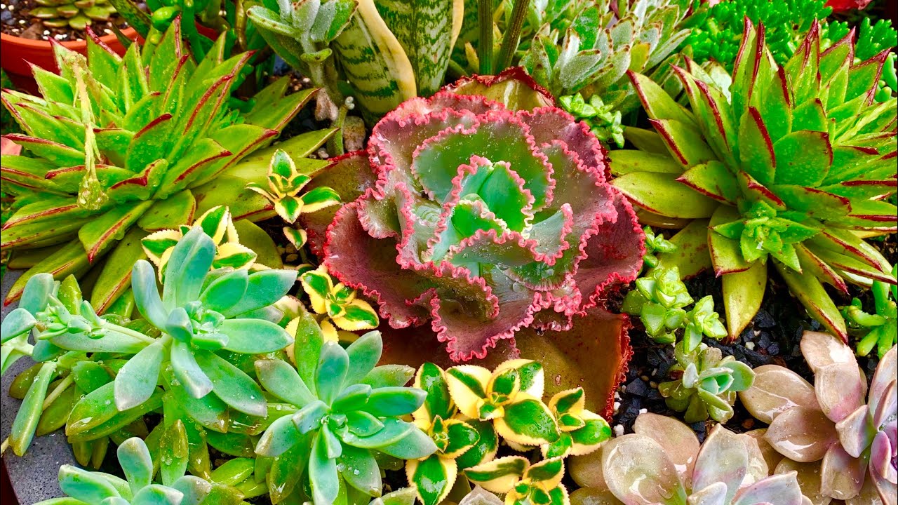 My Succulents Love Rain