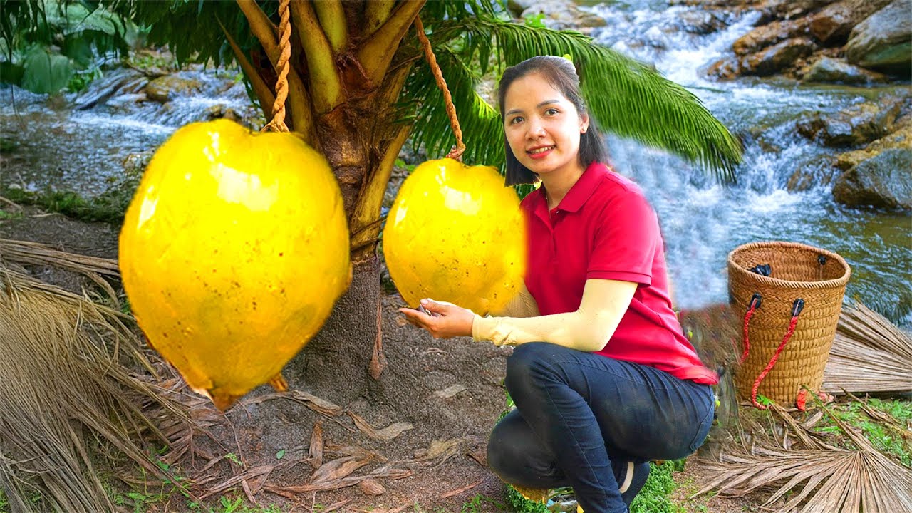Harvesting Giant Golden Coconut in the Stream Goes To Market Sell,Pick Wild Red Pineapple For Sale