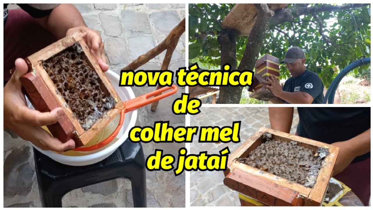 Nova técnica de colher mel de jataí 🐝/VOCÊ NÃO PODE PERDER / vida no sítio Mona e Celso 🏡