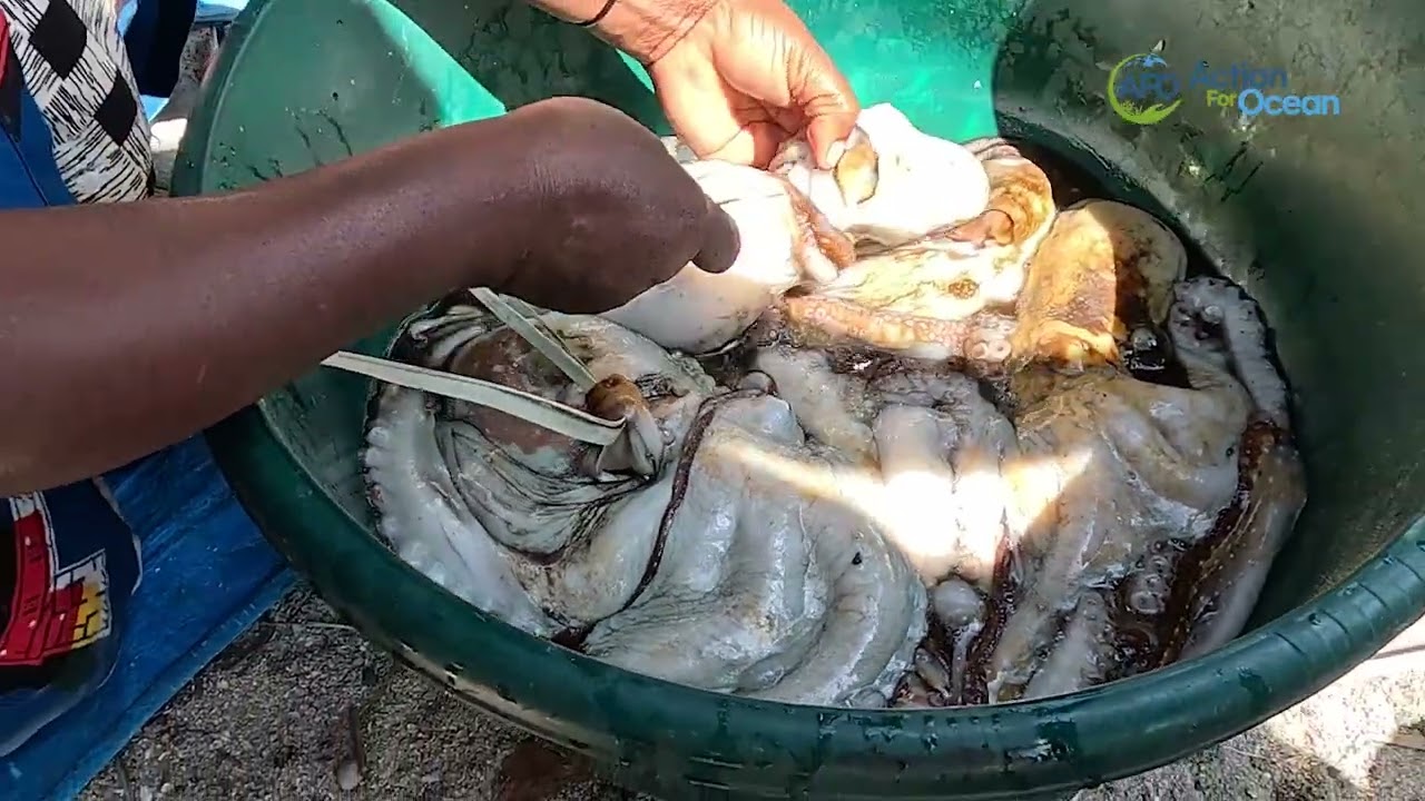 OCTOPUS CLOSUREs: How Kilwa’s Fishing Communities Are Reviving Octopus Stocks and Their Incomes