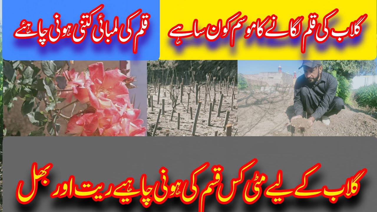 How to grow new rose plants by cutting propagation ✂️🌹| Best time to grow roses plant by cutting 😀