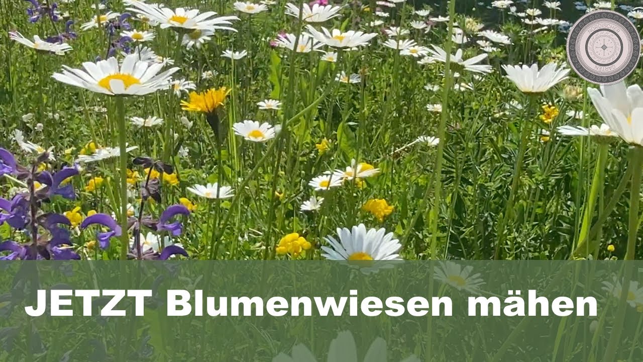 WAS ist JETZT im Garten zu tun? Warum muss die Blumenwiese im Herbst gemäht werden? Cosi's Dekotipp