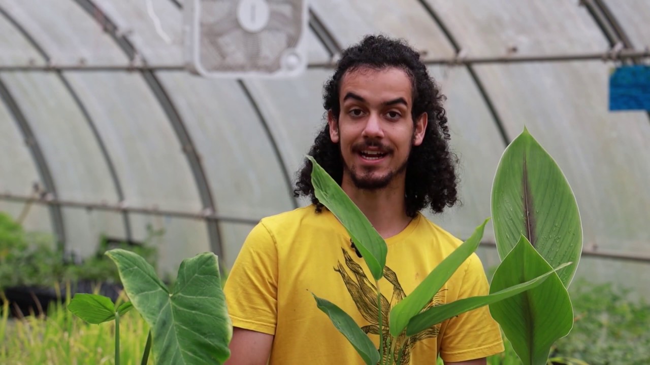 Introducing Arrowroot with Brandon Ruiz (a Utopian Seed Project Meet-the-Plant series)