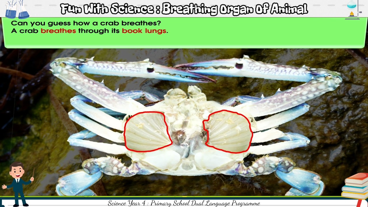 Year 4 Science Interactive Learning : Unit 3 - Animal's Breathing Organ | Dual Language Programme