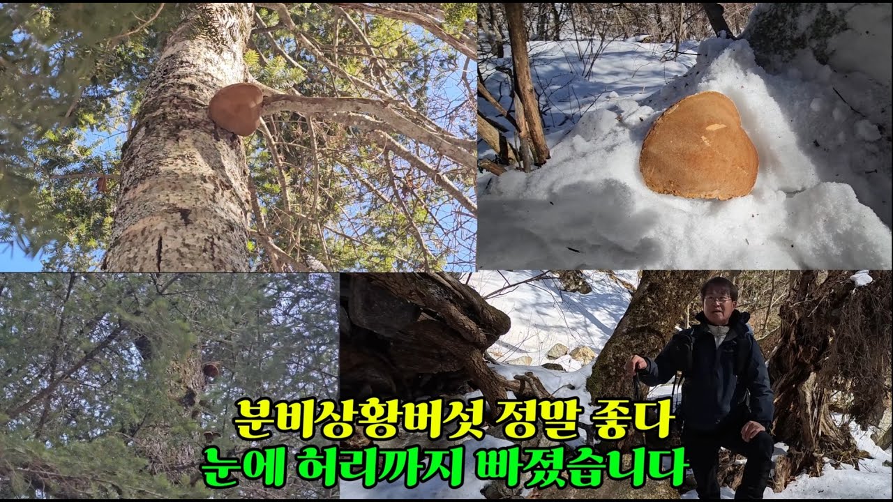 제1047회 2026.1.28 허리까지 빠지며 높은 고산을 헤매며 상황버섯을 찾아 다녔습니다