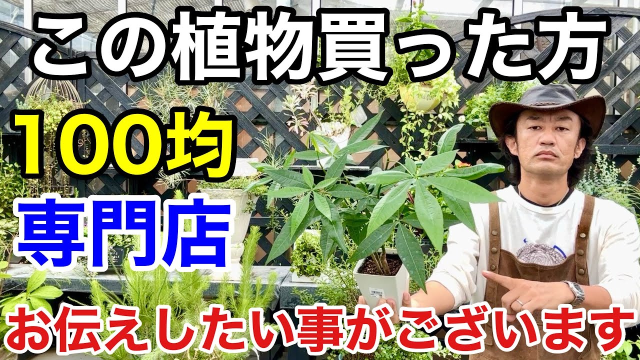 【知らなかった】そのパキラは必ず〇〇しないといけません。　　　　　　【カーメン君】【園芸】【ガーデニング】【初心者】