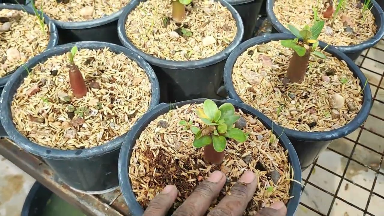 अडेनियम में पूरे साल फूल कैसे आएगा ? | How can adenium bloom throughout the year 