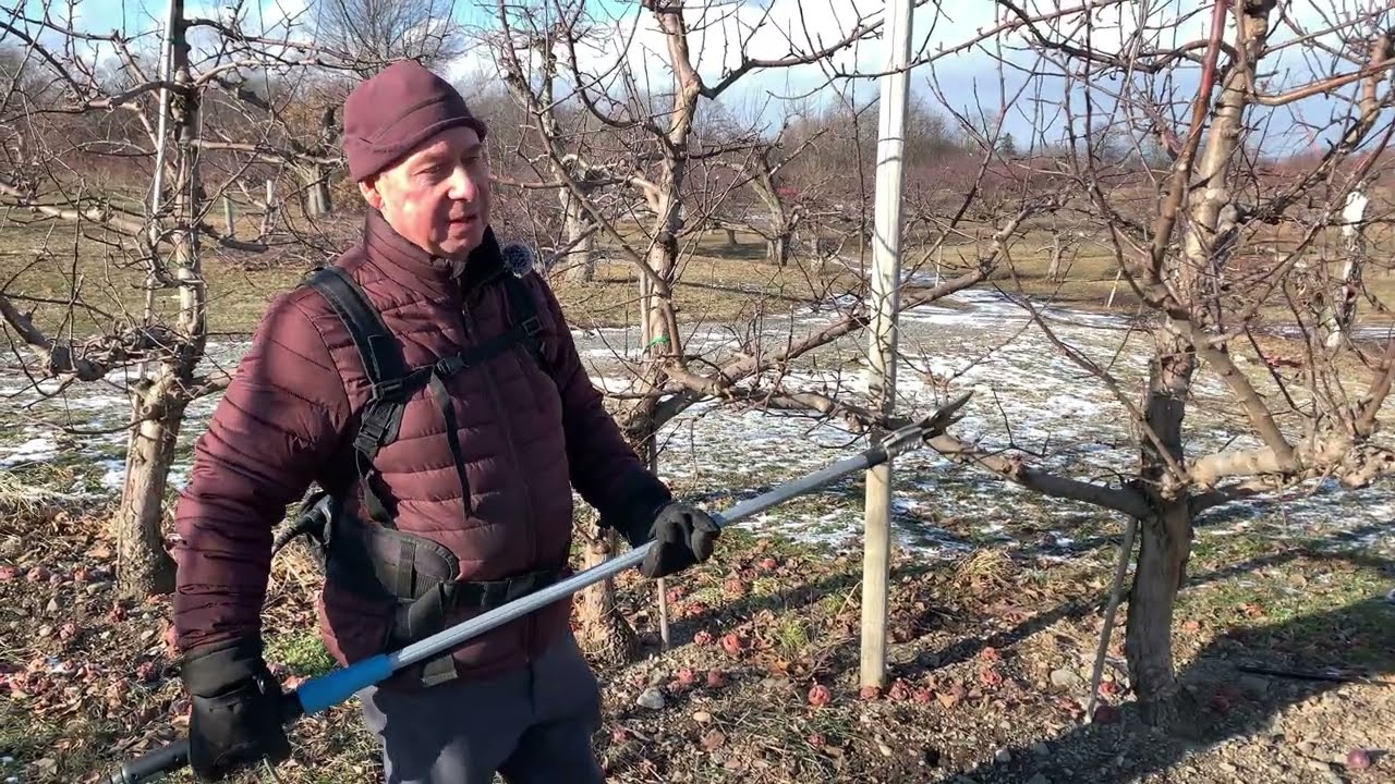 Lesson on Pruning for Apple Trees on a Vertical Axis System