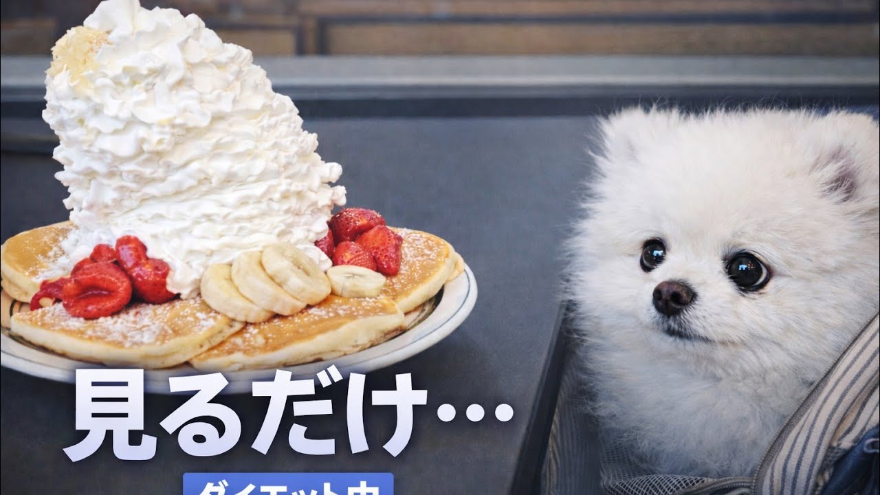ダイエットを頑張ってきたましゅまろの結果発表です