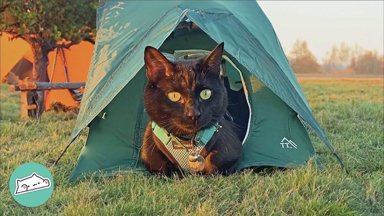 Cat Jumps In A Tiny Tent And Camps Everywhere With A Lady | Cuddle Buddies