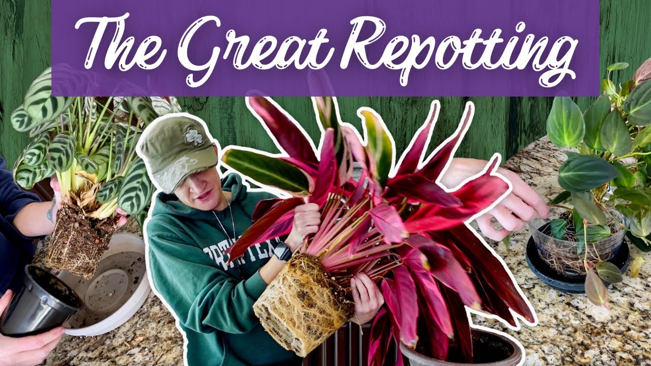 Repot-a-thon and Chat | Reviving My Neglected Plants + Life Updates
