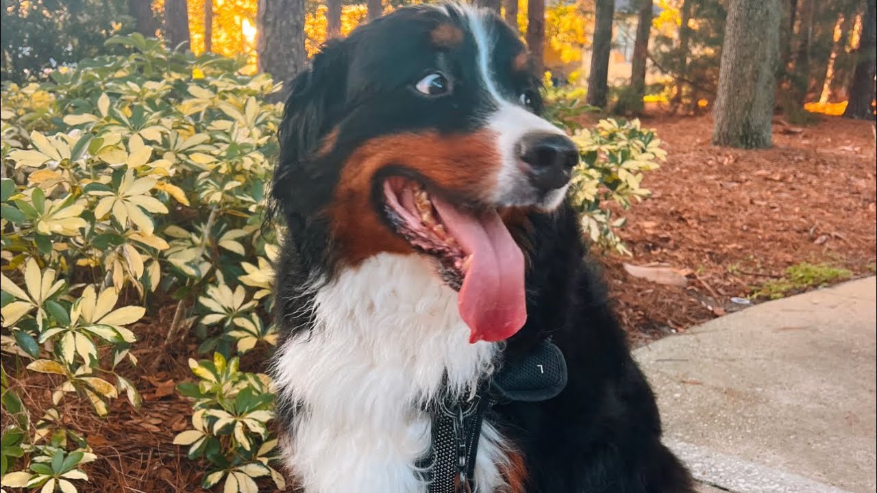 Chunky Bernese Mountain Dog Gets ￼  ￼￼ Exercise- update on Benny