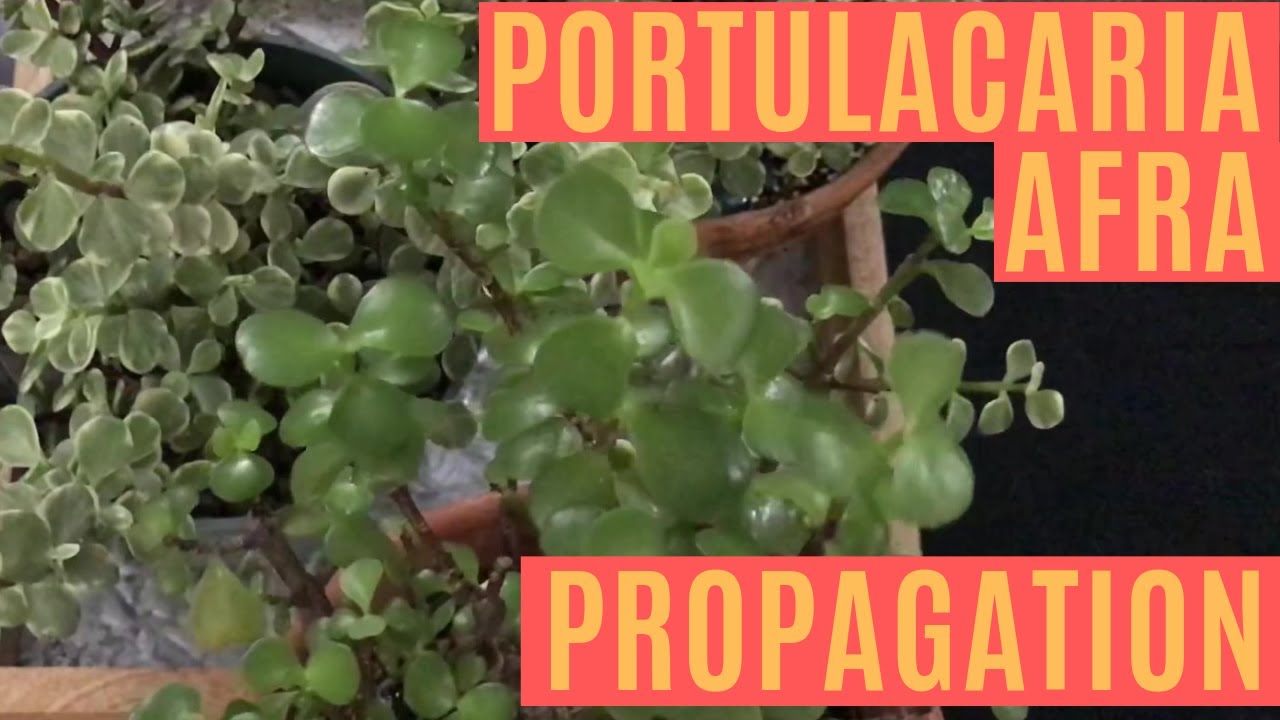 Portulacaria Afra Variegata RAINBOW Elephant bush propagating pruning - MOODY BLOOMS