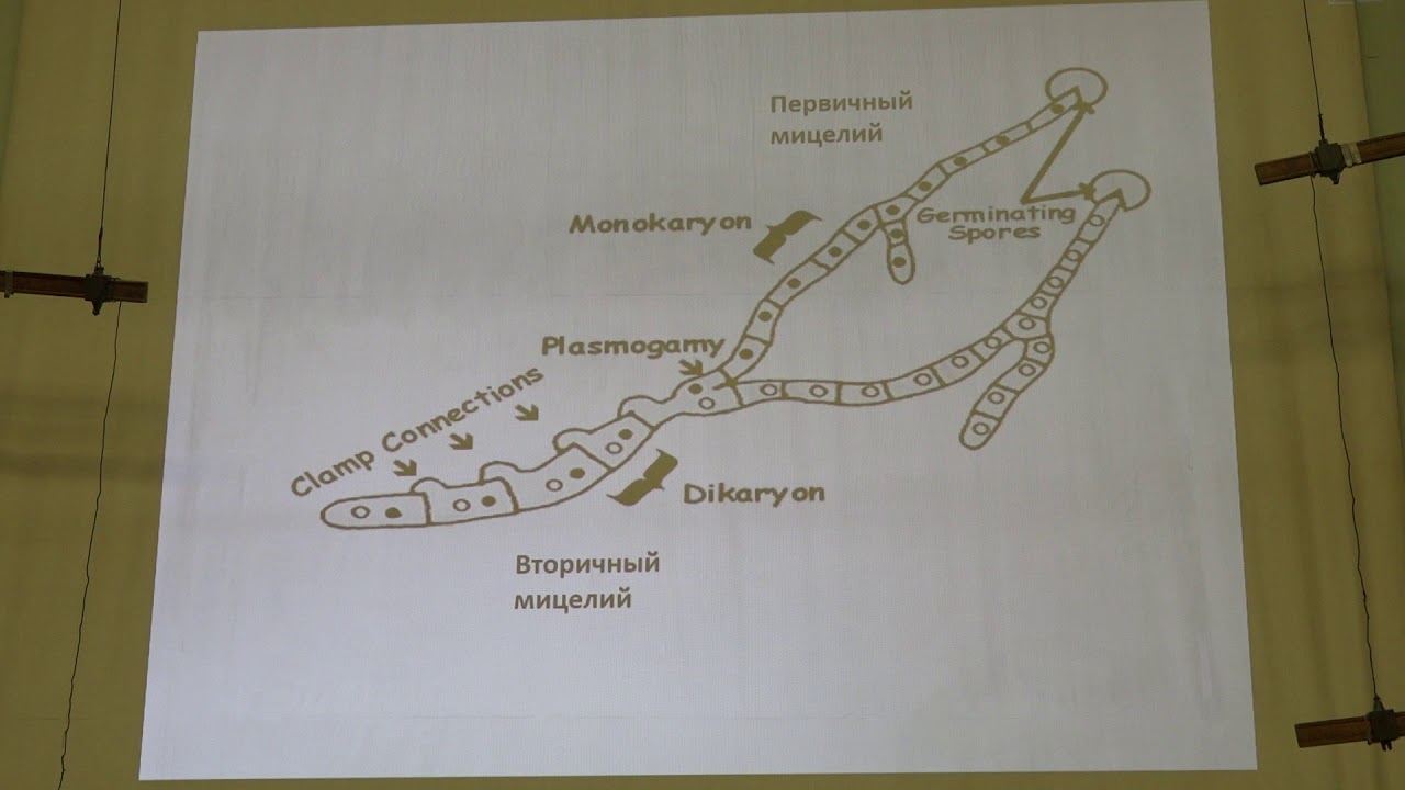 Кураков А. В. - Низшие растения. Микология - 5. Отдел Basidiomycota