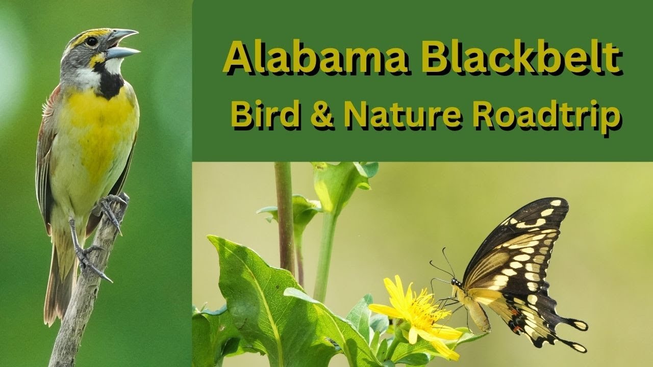 Bird & Wildlife Adventure in the Alabama Black Belt!